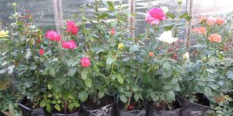 Засаждане на рози през есента в открита земя стъпка по стъпка